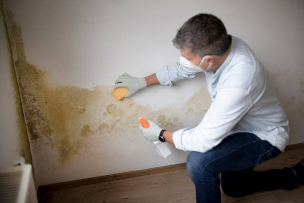 Best Biohazard Mold Removal  in East End, AR